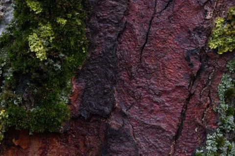 Moss on a tree trunk Stock Photos