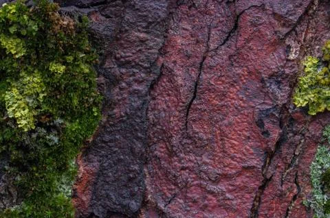 Moss on a tree trunk Stock Photos