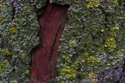 Moss on a tree trunk Stock Photos