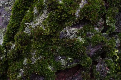 Moss on a tree trunk Stock-Fotos