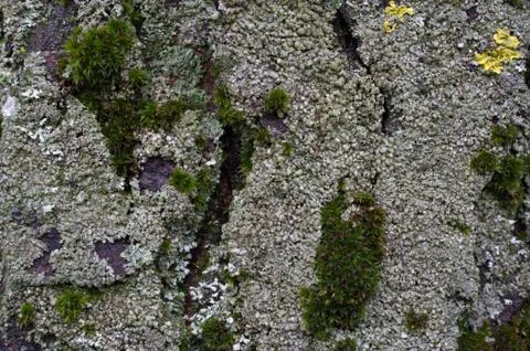 Moss on a tree trunk Stock Photos
