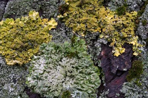 Moss on a tree trunk Stock Photos