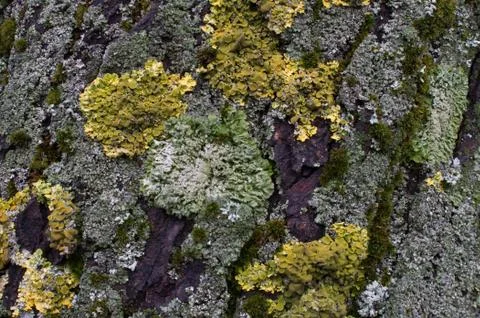 Moss on a tree trunk Stock Photos