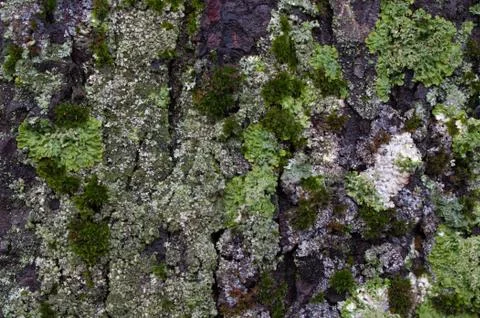 Moss on a tree trunk Stock Photos