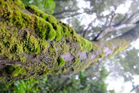Moss on tree trunk Stock Photos