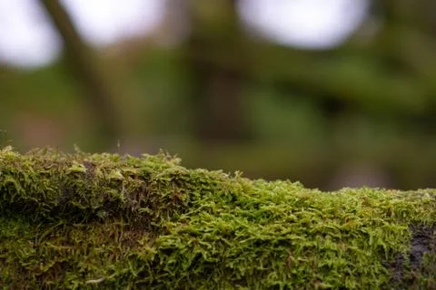 Moss on tree trunk Stock Photos