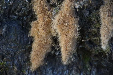Moss on Tree Trunk Stock Photos