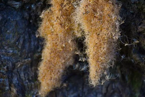 Moss on Tree Trunk Stock Photos