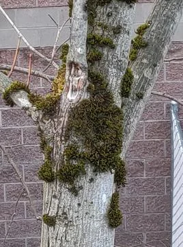 Moss on a tree trunk Stock Photos