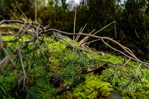Moss On Tree Trunk Stock Photos