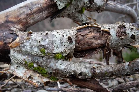 Moss on tree trunk Stock Photos