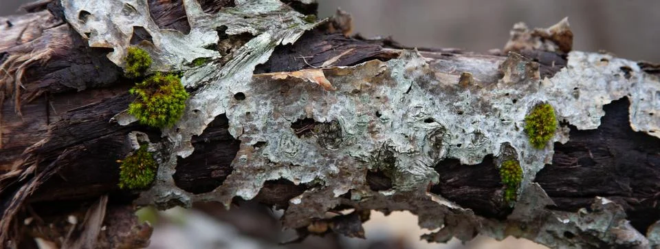 Moss on tree trunk Stock Photos