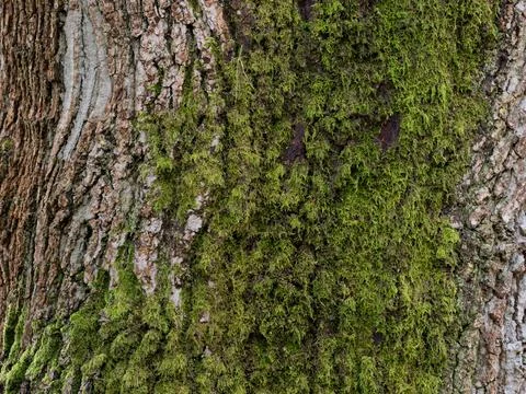 Moss on tree trunk Stock Photos