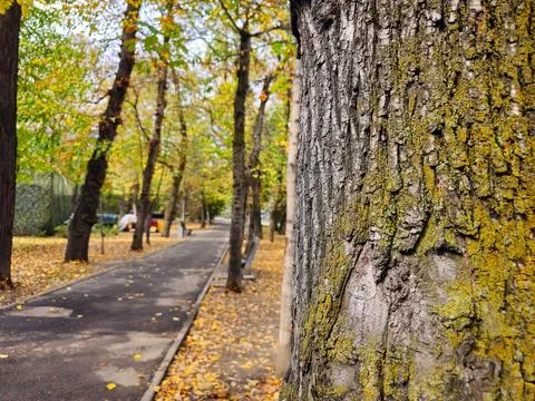 Moss on the tree trunk Stock Photos