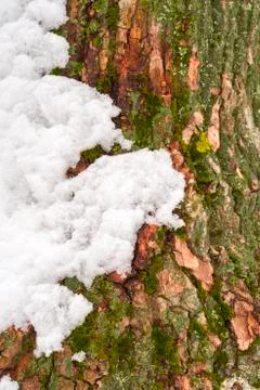 Moss on tree trunk under the snow, background image. Frozen lichen with branc Stock Photos