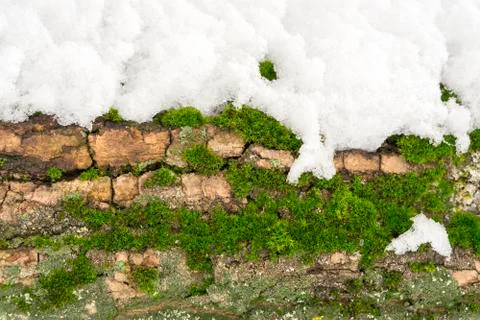 Moss on tree trunk under the snow, background image. Frozen lichen with branc Stock Photos