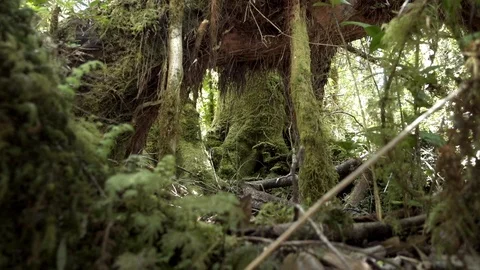 Moss on the tree trunks Stock Footage 108938240