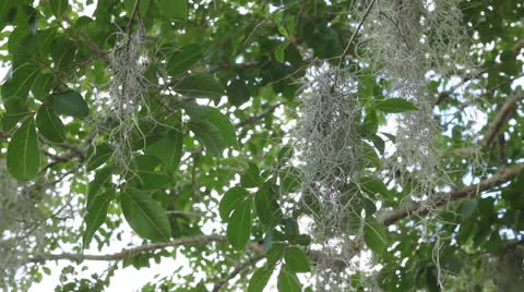 Moss in trees Stock Footage 25842597