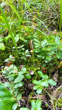 The moss on the trees in the forest is beautiful in the sun. Macro shooting Stock Photos
