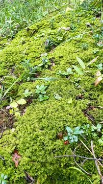 The moss on the trees in the forest is beautiful in the sun. Macro shooting Stock Photos