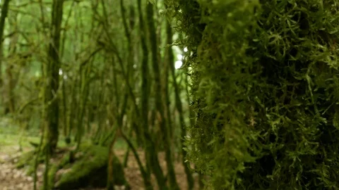 Moss on trees, forest, defocus, forest Stock Footage 112171899