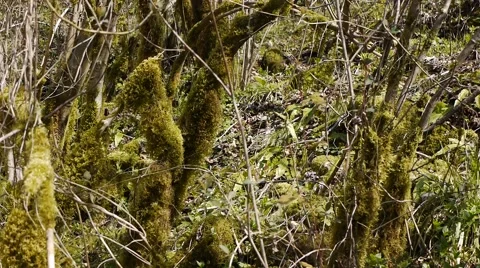 Moss on Trees in Mountain Gorge 1 Stock Footage 48626749