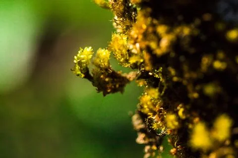 Moss on trees in nature Stock Photos