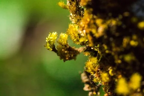 Moss on trees in nature Stock Photos