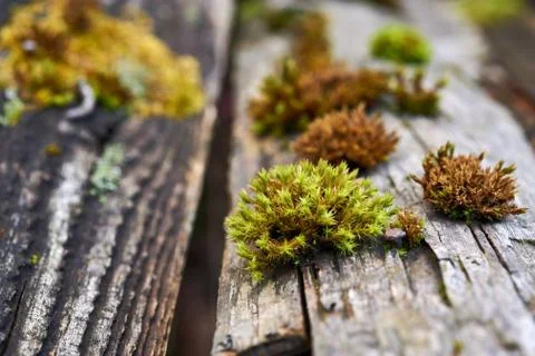 Moss on the trees. Old trees overgrown with moss. Stock Photos