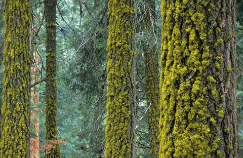 Moss on Trees Stock Photos