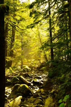 Moss on trees Stock Photos
