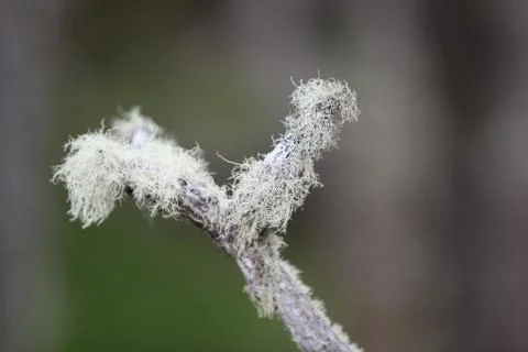 Moss in Trees Stock Photos