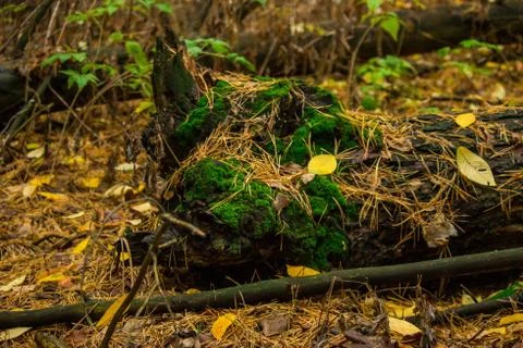Moss on trees Stock Photos