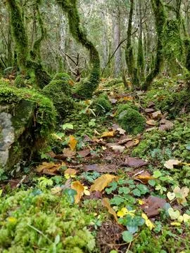 Moss trees Stock Photos