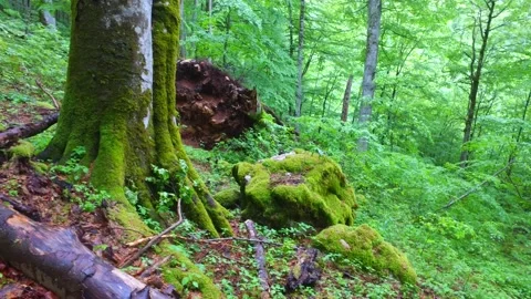 Moss on the trees in a primary forest in the austrian national park kalkalpen Stock Footage 130964184