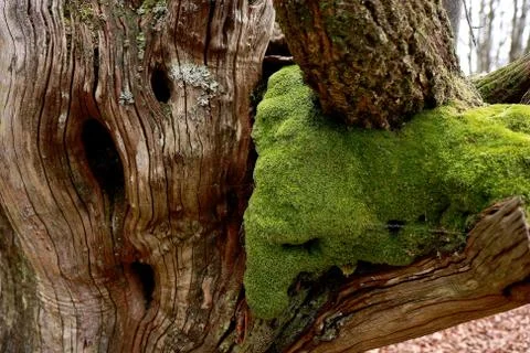 Moss in trunk-Bertiz Foto stock