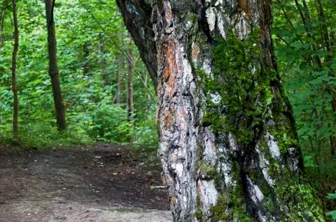 The moss on the trunk of the birch macro background Stock Photos