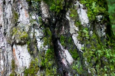 The moss on the trunk of the birch macro background Stock Photos