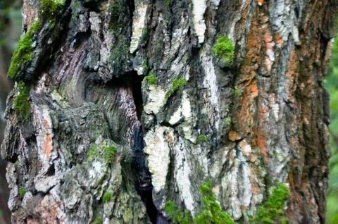 The moss on the trunk of the birch macro background Stock Photos