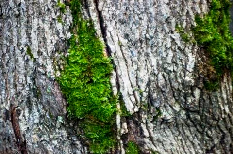 The moss on the trunk of the birch macro background Stock Photos