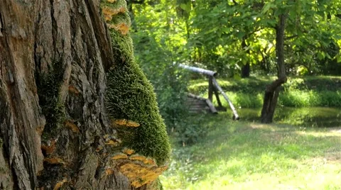 Moss on trunk close up, in background people crossing wooden bridge, slow motion Video stock 55368757