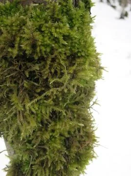 Moss on the trunk of a fallen tree Stock Photos