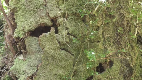 Moss on a trunk Stock Footage 108937979