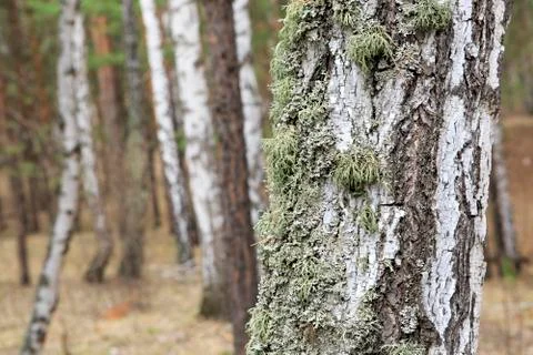 Moss on the trunk of an old birch Fotos de archivo