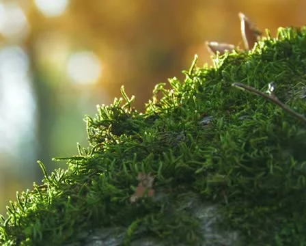 Moss on a trunk of an old tree. #54 Video stock 10735402