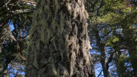 Moss on the trunk of an old tree in an ancestral forest, in Chile Stock Footage 237040697
