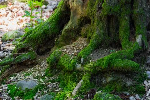 Moss on the trunk Stock Photos