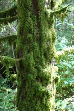 Moss on the trunk Stock Photos