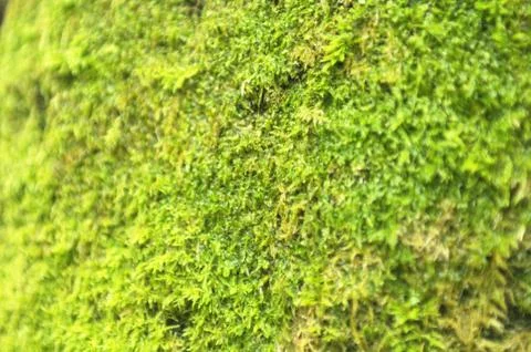 Moss on a trunk of a tree. Stock Photos
