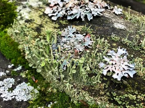 Moss on the trunk of a tree. Stock Photos